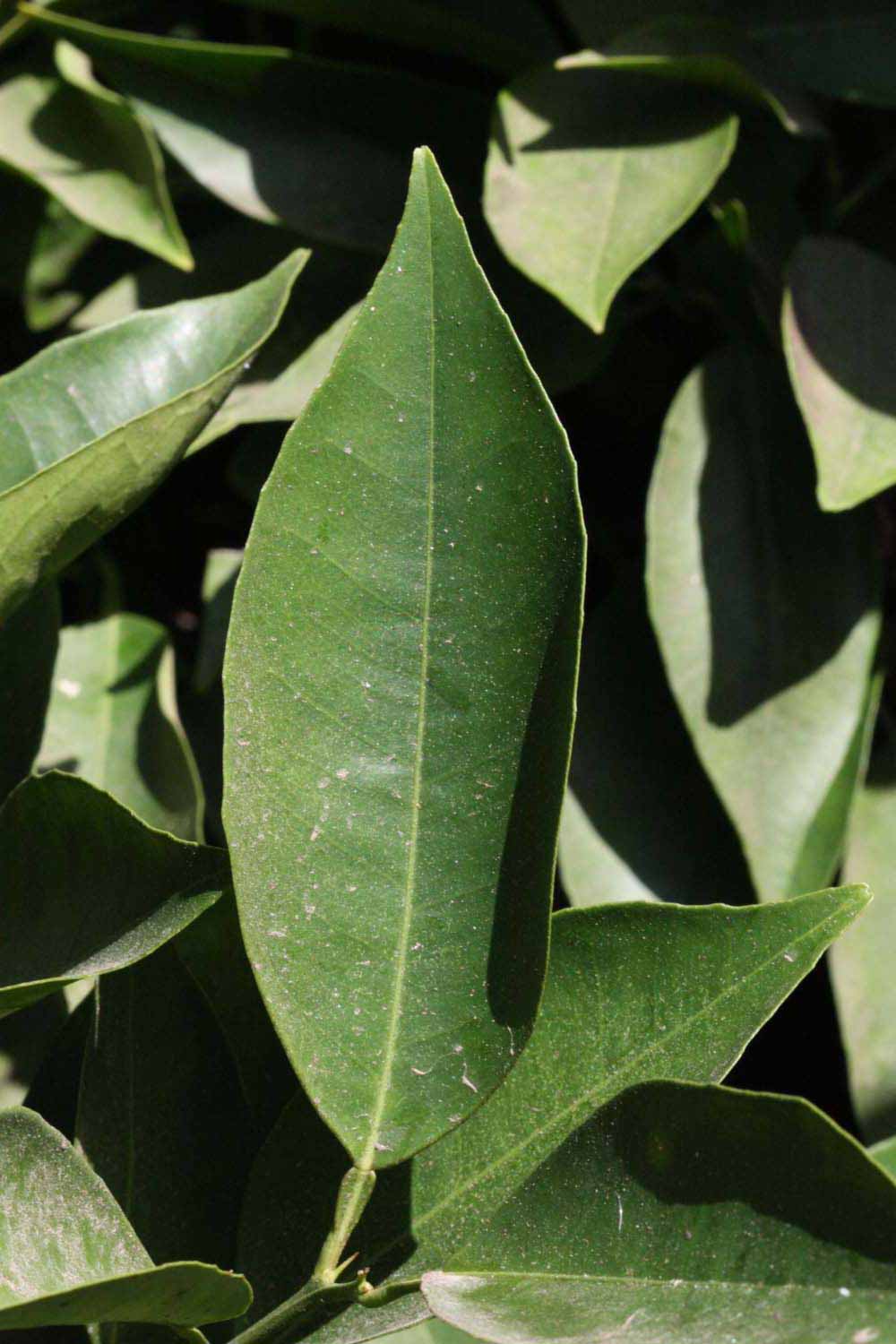              Unifoliolate leaf (Riverside, CA)       